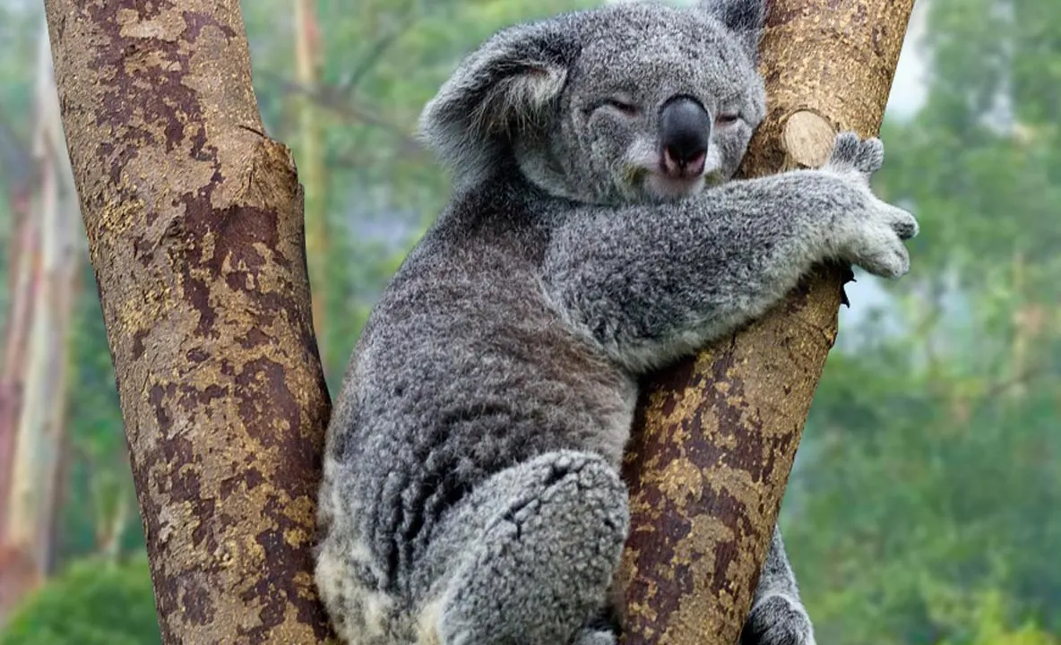 Urșii Koala, pe cale de dispariție: cum s-a ajuns aici