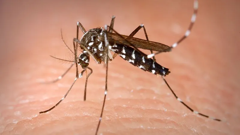 Autoritățile sunt în alertă! Pericol de West Nile în România