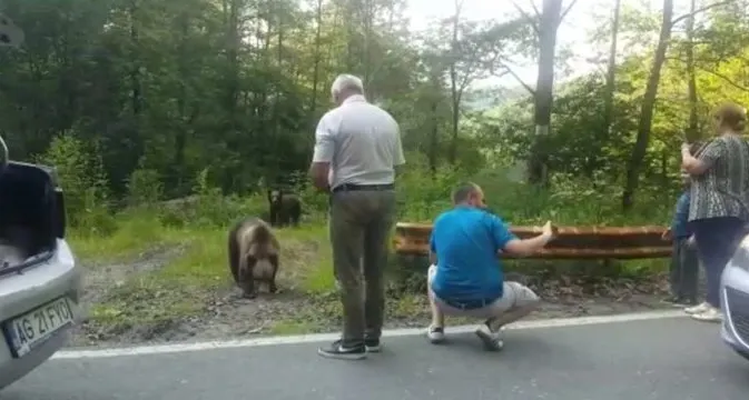 Turiști inconștienți! La doi metri de urși pentru un selfie (VIDEO)