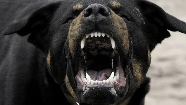 Bărbat de 43 de ani din Suceava, mort după ce a fost atacat de un câine
