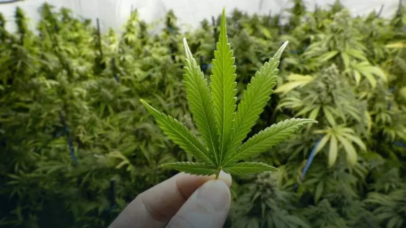 Încă o țară europeană legalizează cultivarea canabisului pentru uz propriu