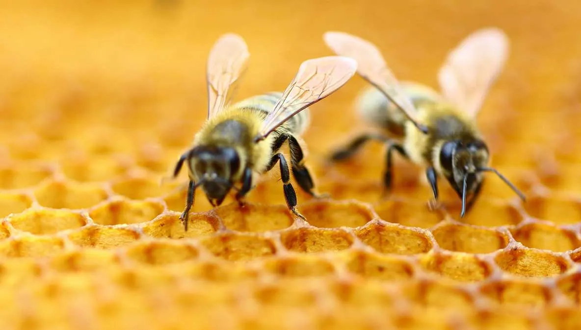 Avertisment deosebit de grav: ce se întâmplă cu insectele din lume, conform specialiștilor
