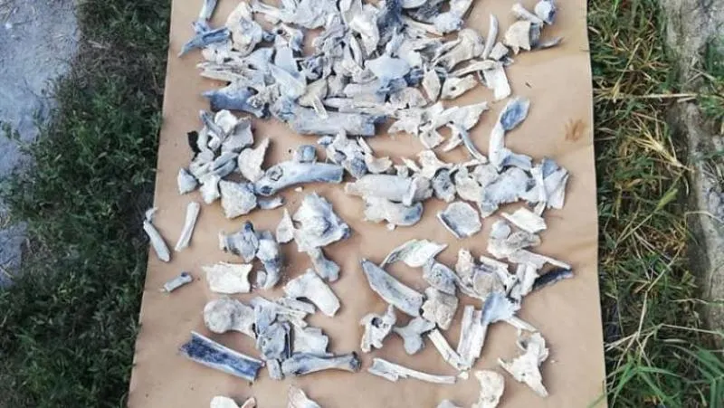 Rezultatul analizelor antropologice: Oasele din curtea  lui Dincă sunt ale unei fete de 12- 17 ani
