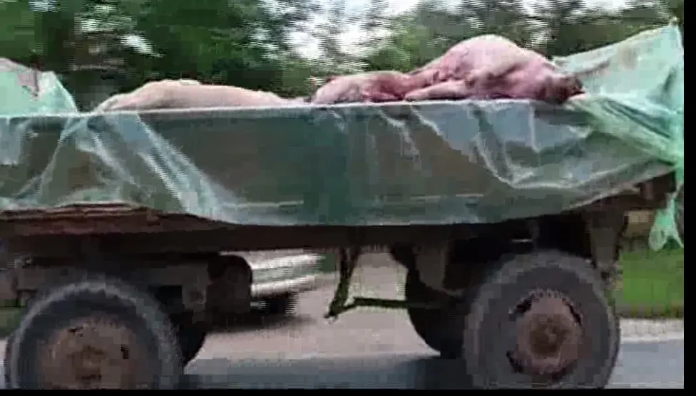Pesta porcină revine în forță! Imagini care vă pot afecta emotional