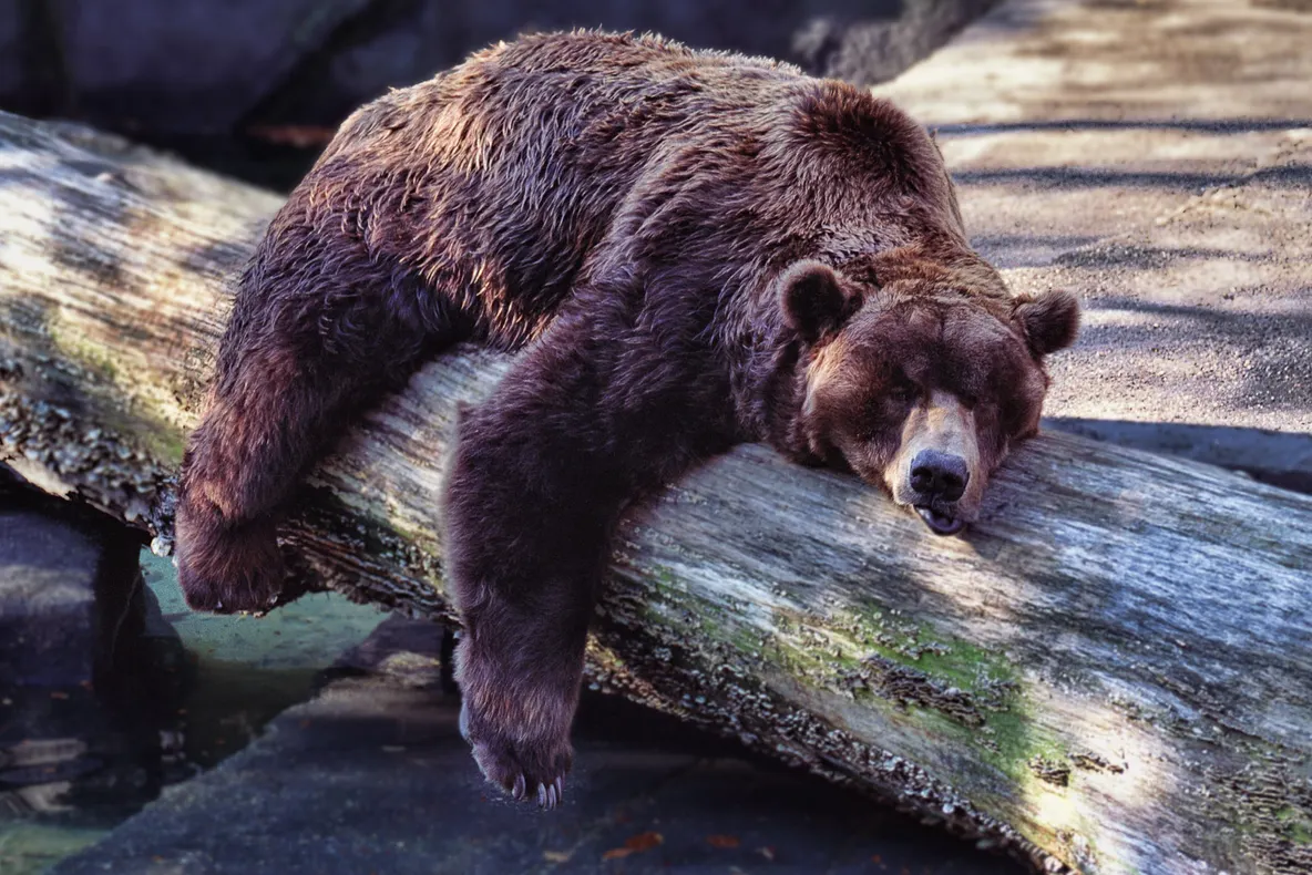 De ce oamenii nu pot hiberna ca animalele și când ne-ar putea fi de ajutor să facem asta