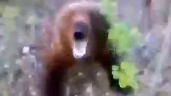 Imagini şocante: a urmărit ursul ca să-l filmeze cu telefonul, dar animalul l-a atacat