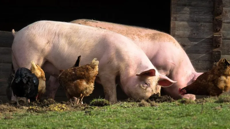 Cooperativele agricole, ajutor de stat pentru sprijinirea creșterii porcilor și păsărilor