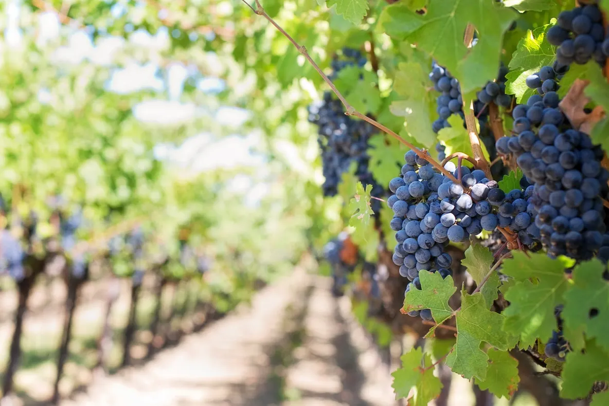 Despre vin, când recoltarea strugurilor este la câteva săptămâni distanţă