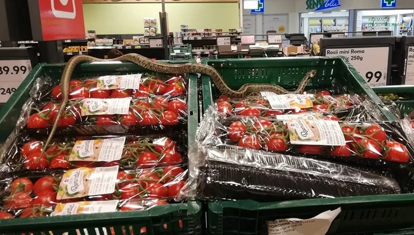 Șarpe între roșii la Kaufland Sfântu Gheorghe. OPC a amendat magazinul cu 10.000 lei