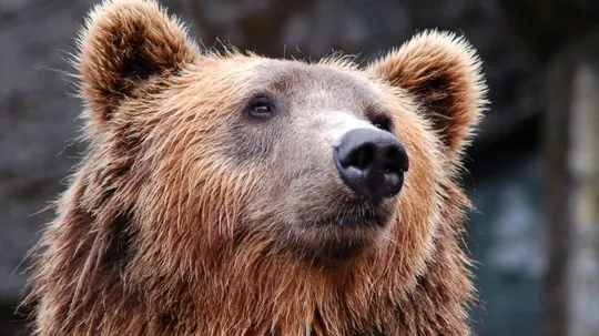 Imagini ireale: Un şofer vrea să lovească intenţionat cu mașina o ursoaică și puiul ei