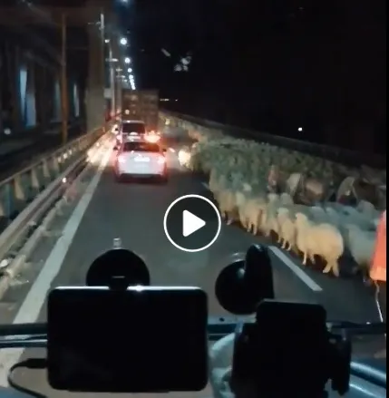 Autostrada blocată de oi. Imagini halucinante de pe A2