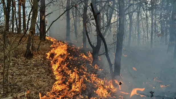 Incendiu de vegetație. Circulația feroviară, întreruptă între Focșani-București