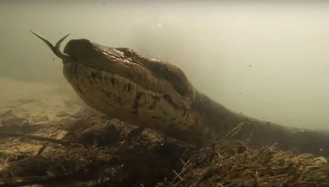Făcea scufundări și s-a întâlnit cu monstrul. O anaconda de 7 metri. A mai făcut un singur lucru