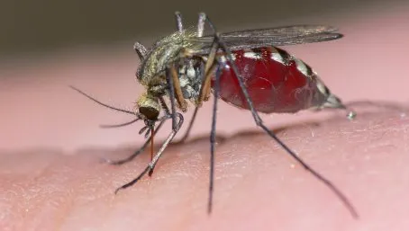 Un bărbat din Brăila a murit după ce a fost infectat cu virusul West Nile, transmis de un țânțar