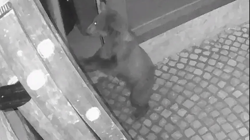 Urşii au făcut ravagii la Balvanyos, în județul Covasna
