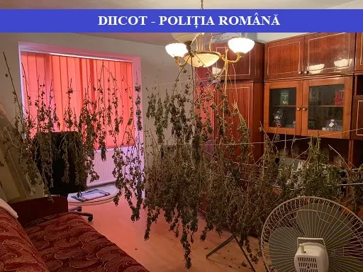 Culturi outdoor de canabis pe malul râului Lăpuşel. Prima recoltă, la uscat în sufragerie