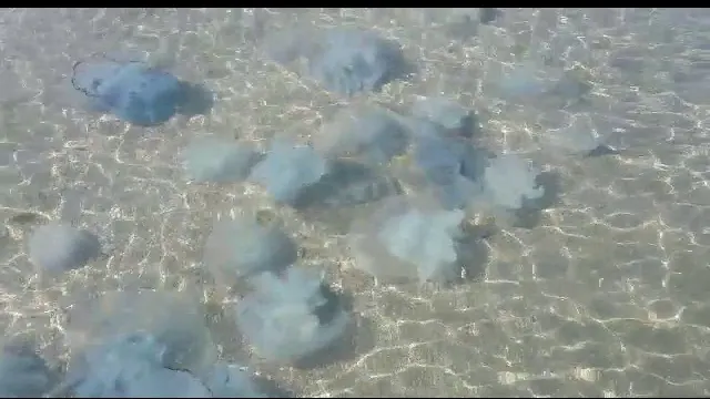 Apariție ireală pe litoralul românesc, la Eforie! ”NU le atingeți!”, spun biologii. VIDEO + FOTO