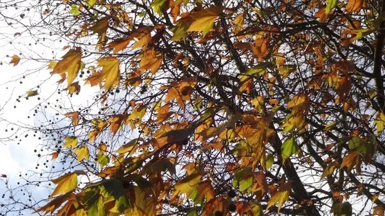 ALERTĂ METEO. Cod galben de vânt. HARTA cu cele mai afectate zone