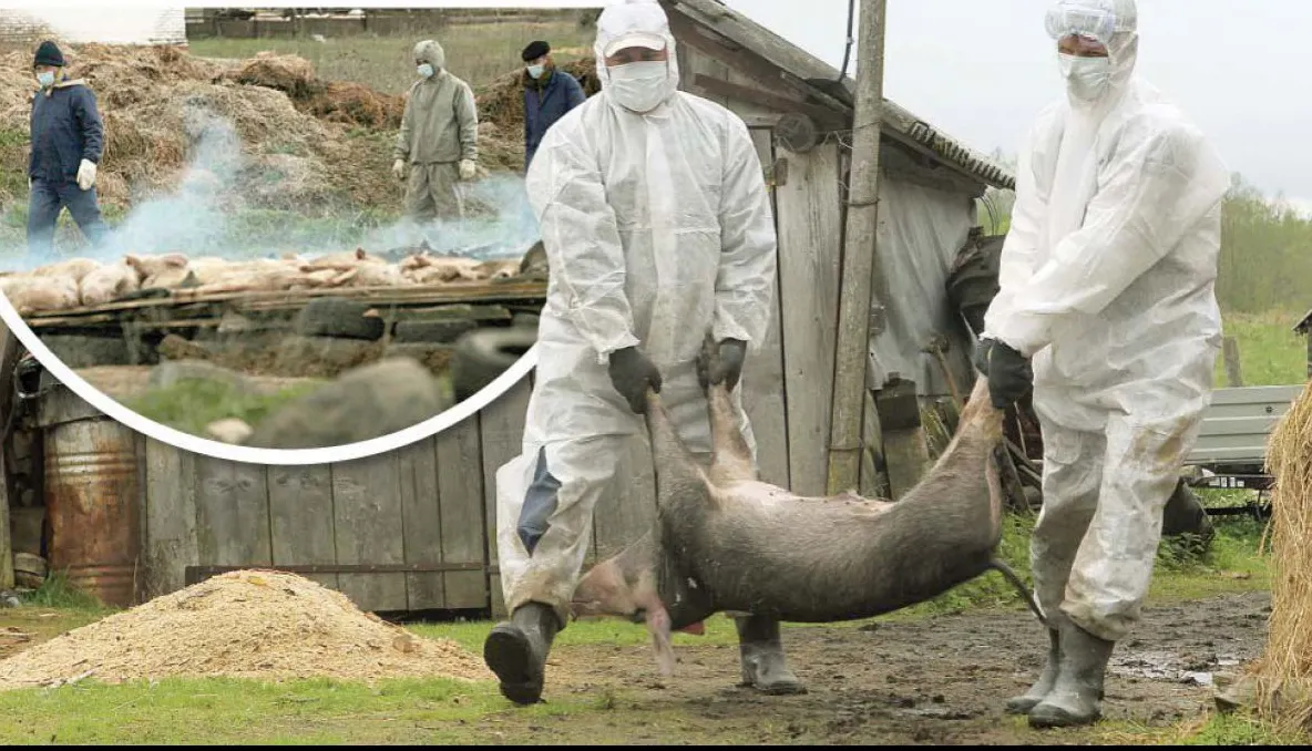 Prezența virusului Pestei Porcine Africane, confirmată în jud. Alba