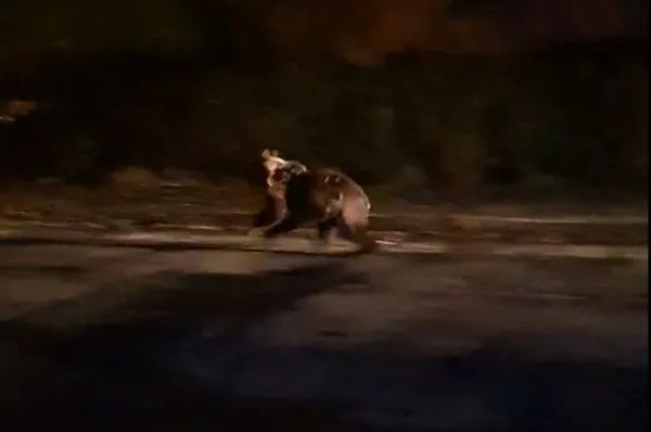 Urs, la plimbare prin oraș(Video)