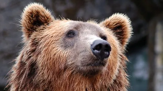 Bărbat atacat de urs la Vidra, județul Vrancea