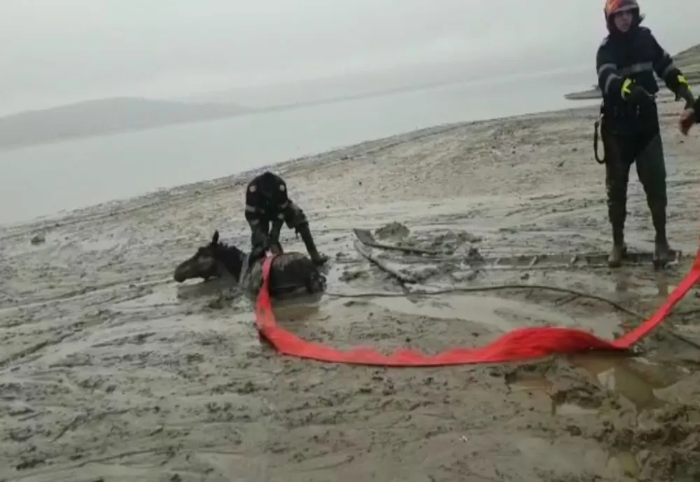 Cal salvat de pompieri, după ce a rămas împotmolit în mâl