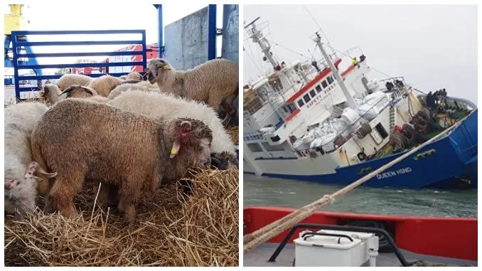 Au salvat doar 32 de oi din cele 14.600 de pe nava scufundată de la Midia