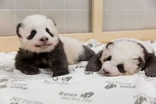 Imagini inedite cu uriașii ursuleți panda. Primii pași ai celor doi gemeni la Zoo Berlin