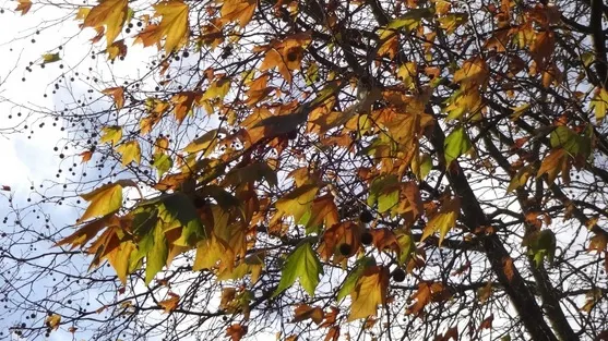 ALERTĂ de fenomene meteo periculoase. Este COD GALBEN de vijelii