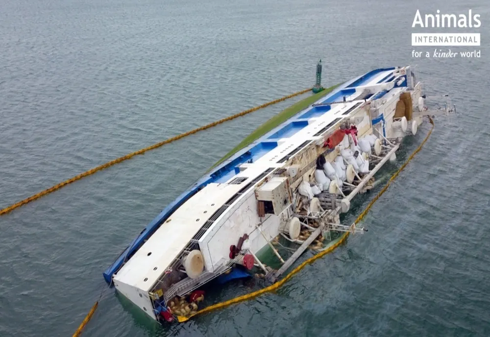 Adevăratul motiv pentru care nava plină cu oi s-a răsturnat în Portul Midia. Scrisoarea Pilotul navei QUEEN HIND