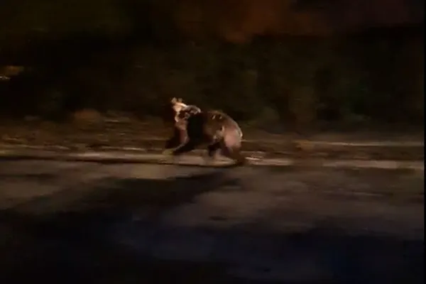 Încă un urs omorât de mașină