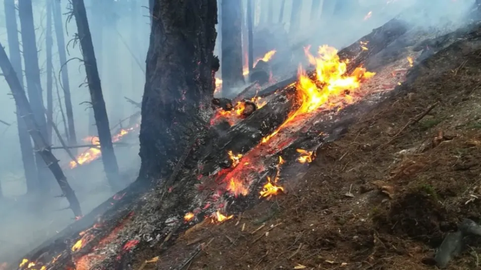 Incendiu pe raza Ocolului Silvic Pojorâta. Peste o sută de persoane au intervenit pentru lichidarea flăcărilor