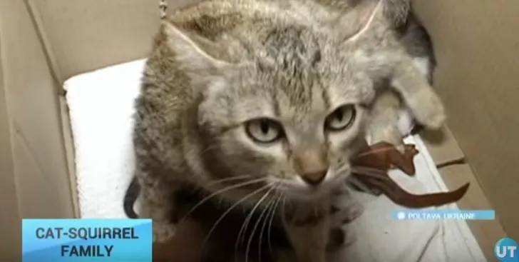 Imagini adorabile! O pisicuță a adoptat doi pui de veveriță