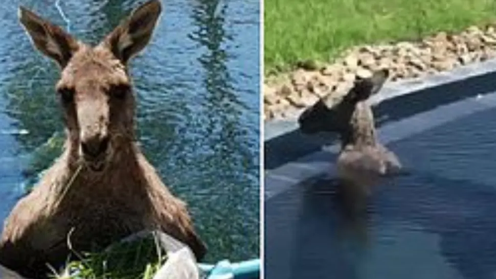 VIDEO Cum se relaxează cangurii de Crăciun în Australia