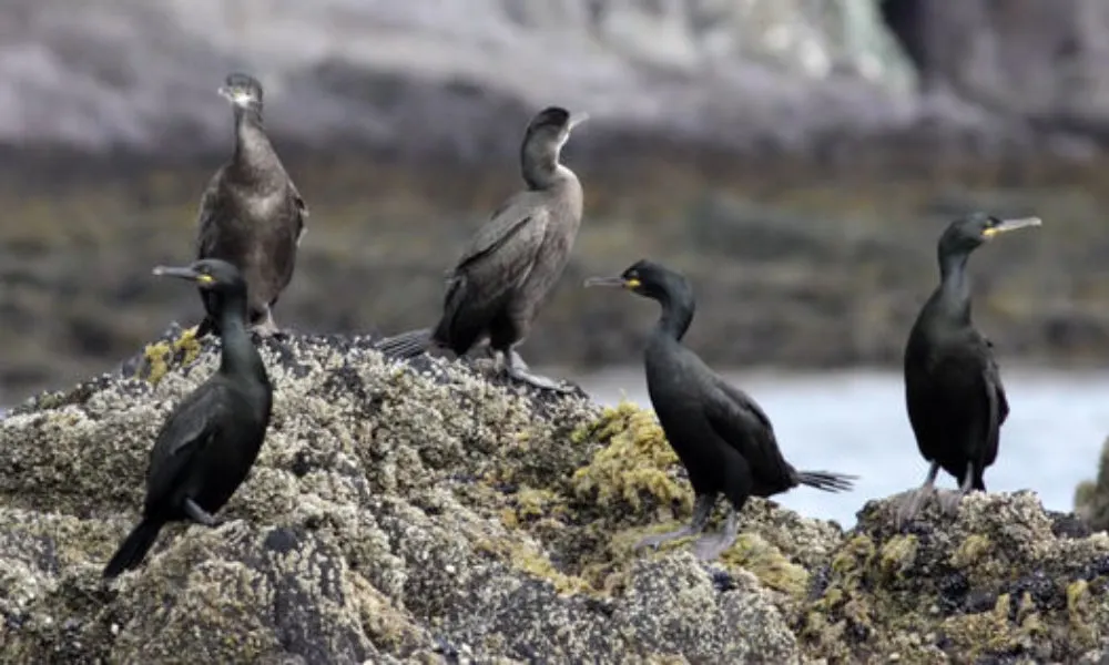 Pescarii din Bihor, REVOLTA'I din cauza cormoranilor și balastierelor: Oamenii cer ca autoritățile să ia MĂSURI
