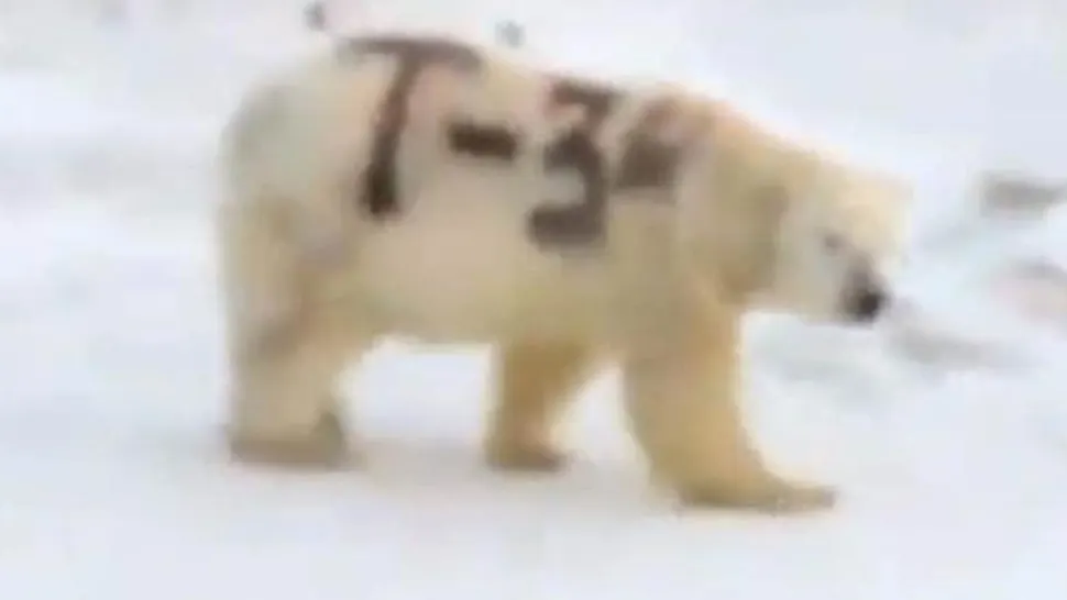 Misterul ursului polar vopsit cu însemnele tancului sovietic T-34