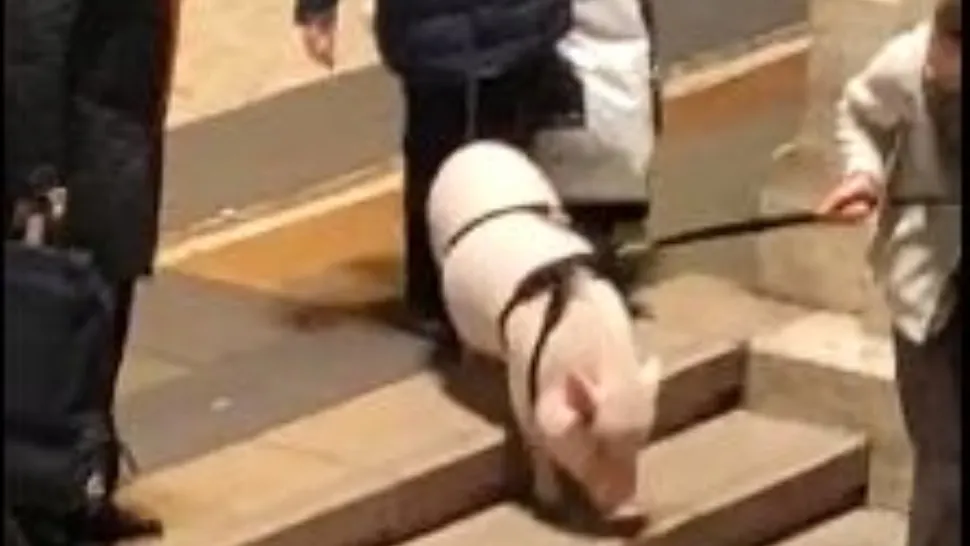 Porc tăiat în parcarea unui bloc şi pârlit între maşini, lângă Bucureşti
