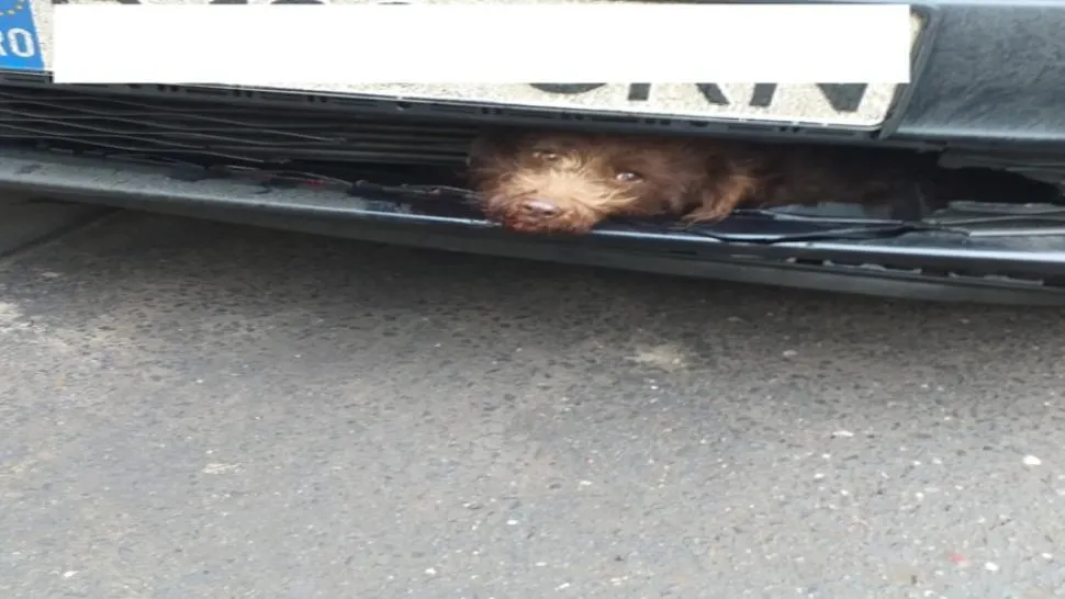 FOTO | Gest impresionant al poliţiştilor clujeni după ce un căţel a fost lovit de o maşină