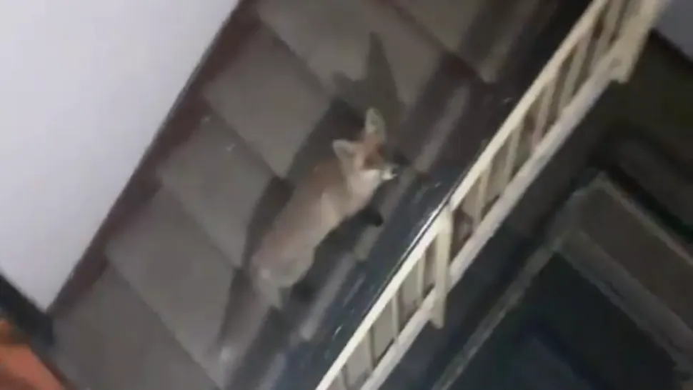 FOTO Un musafir nepoftit a adormit pe scările blocului. Reacția locatarilor