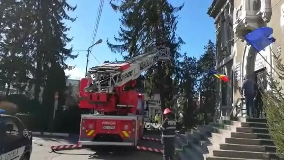 Un brad vechi de un secol riscă să cadă peste Primăria Târgoviște 