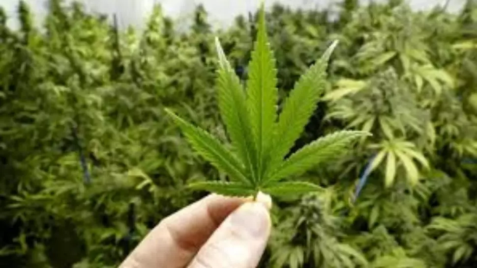 Polițiștii au descoperit 250 de kilograme de plante susceptibile a fi cannabis