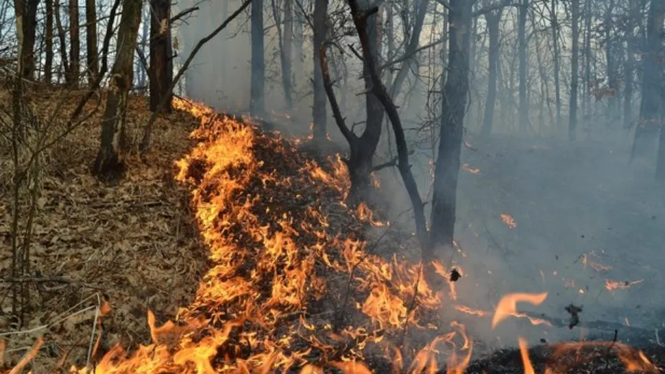 Incendiu de vegetație, la Brazi. Traficul feroviar, blocat între Ploiești și București