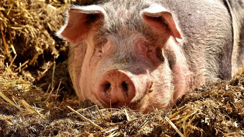Pesta porcină, a doua problemă a României, după COVID. Unde s-au înregistrat cele mai recente FOCARE