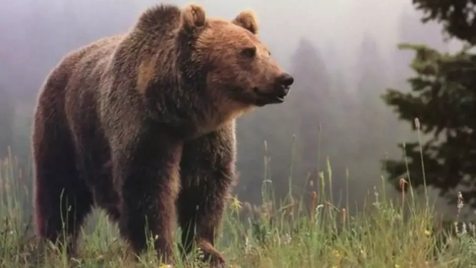 A salvat un pui de urs rămas orfan. După 6 ani, animalul i-a făcut ceva tulburător