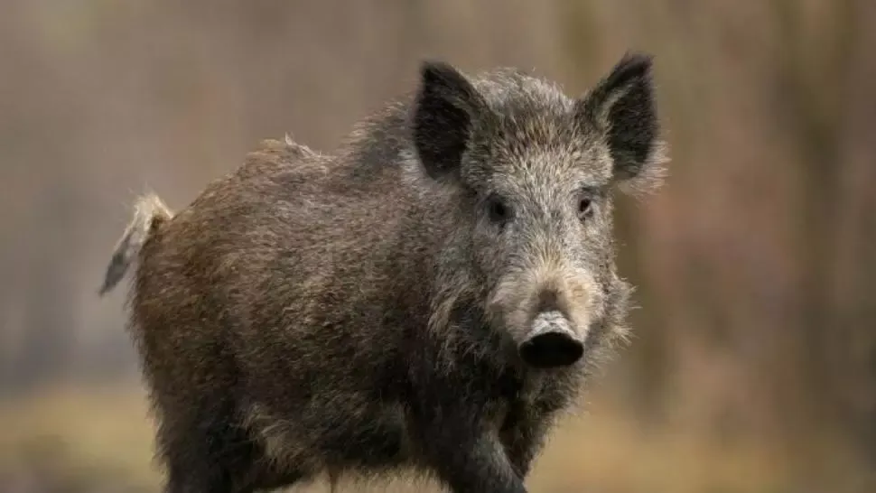 Focar de pestă porcină africană în județul Bistrița-Năsăud 