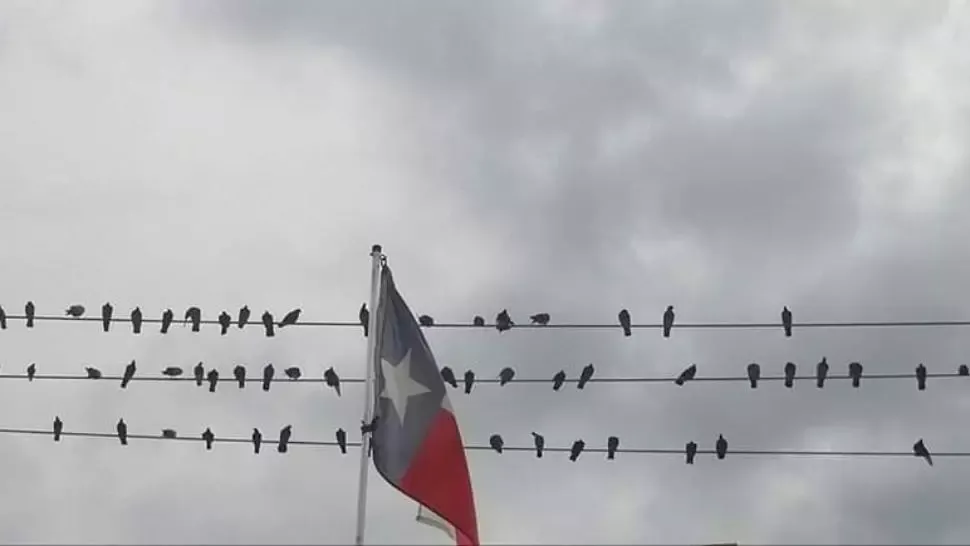 Când izolarea este singura opțiune. Clipe din viața unor români pe tărâm american