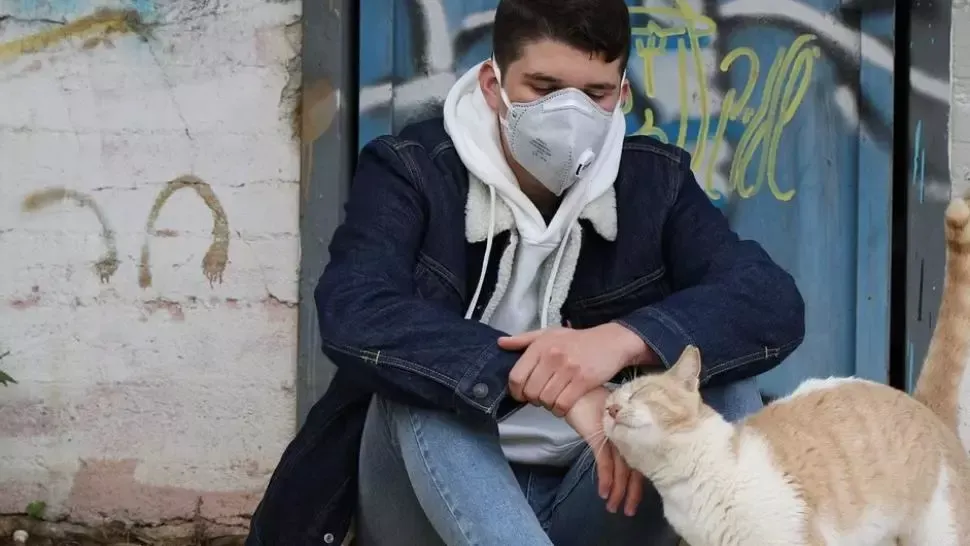 Veste bună: Medicamentele antivirale folosite în tratarea coronavirusului la pisici pot fi eficiente şi în cazul oamenilor