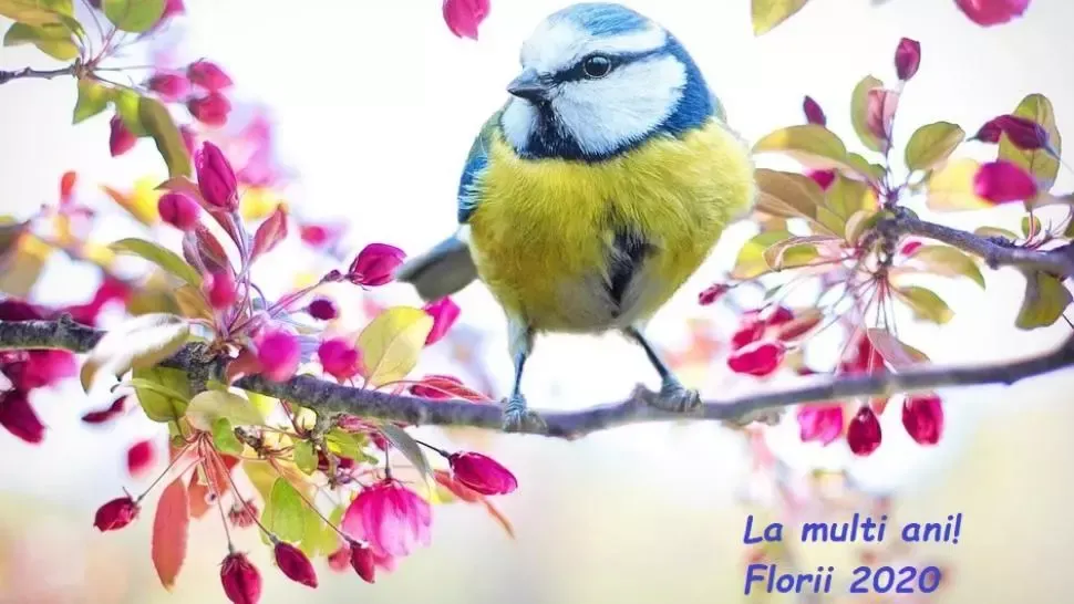 MESAJE FLORII 2020 // Cele mai frumoase mesaje, urari si felicitari de Florii 
