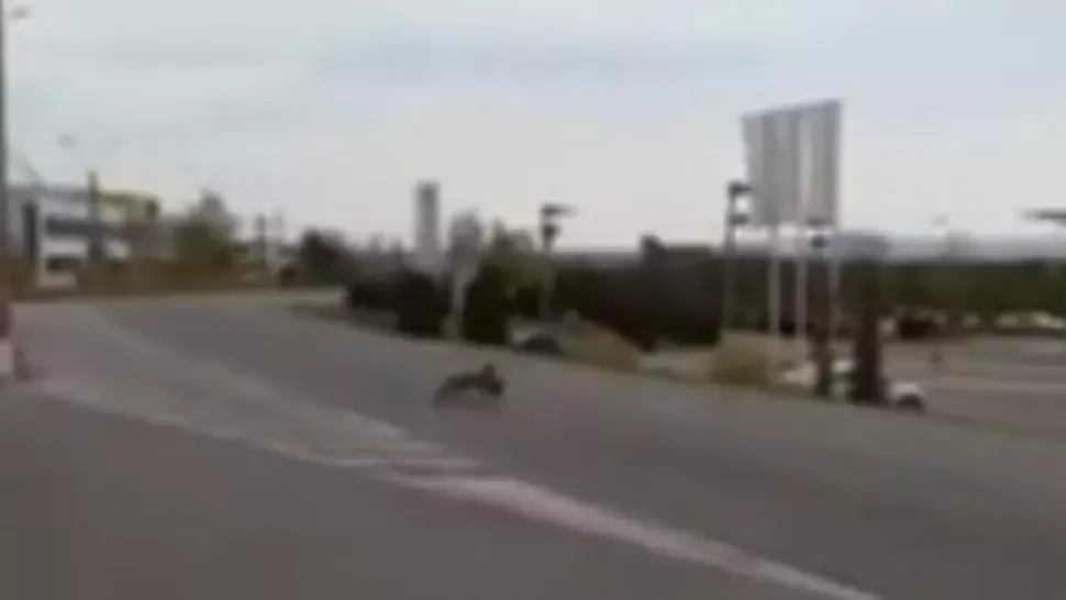 VIDEO Vulpe surprinsă la furat pe străzile pustii din Baia Mare