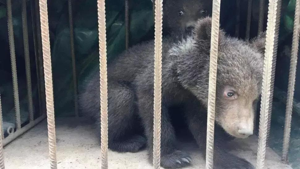 Ursuleți abandonați de mamă, găsiți de APM Covasna într-un copac din Zăbala